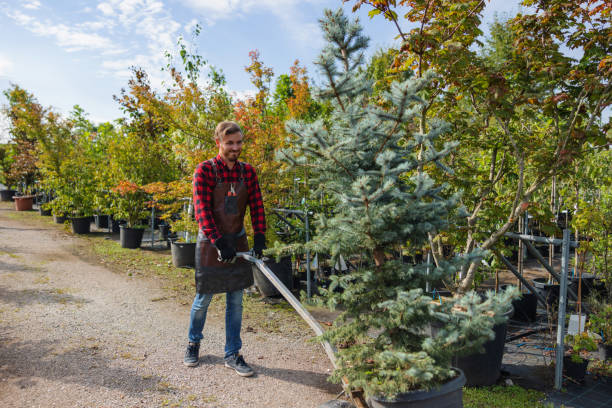 Reliable Montebello, NY  Tree Services Solutions